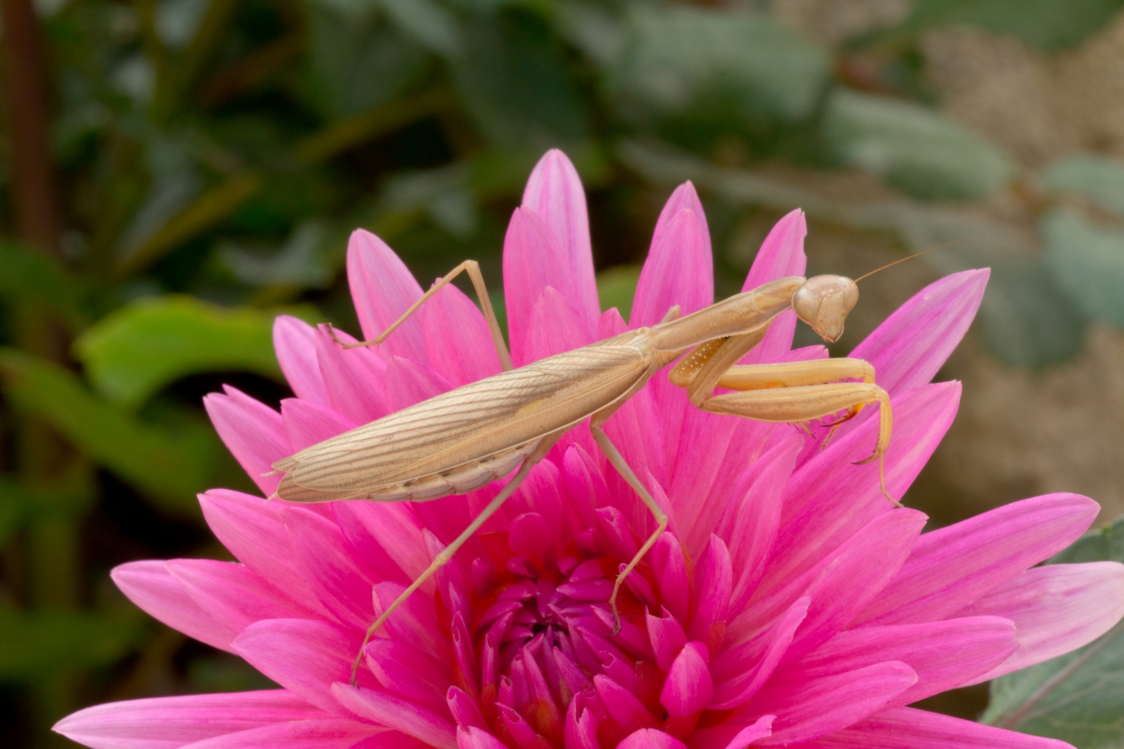 Gottesanbeterin (Mantis religiosa) auf Dahlienblüte