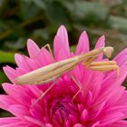 Gottesanbeterin (Mantis religiosa) auf Dahlienblüte