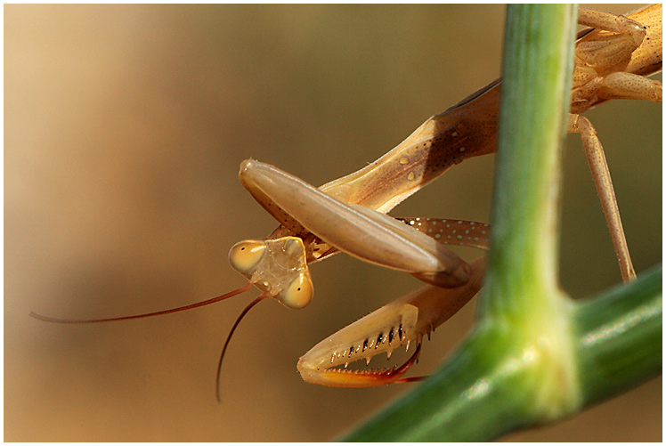 Gottesanbeterin - Mantis religiosa