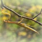 Gottesanbeterin (Mantis religiosa)........, beim abhängen erwischt