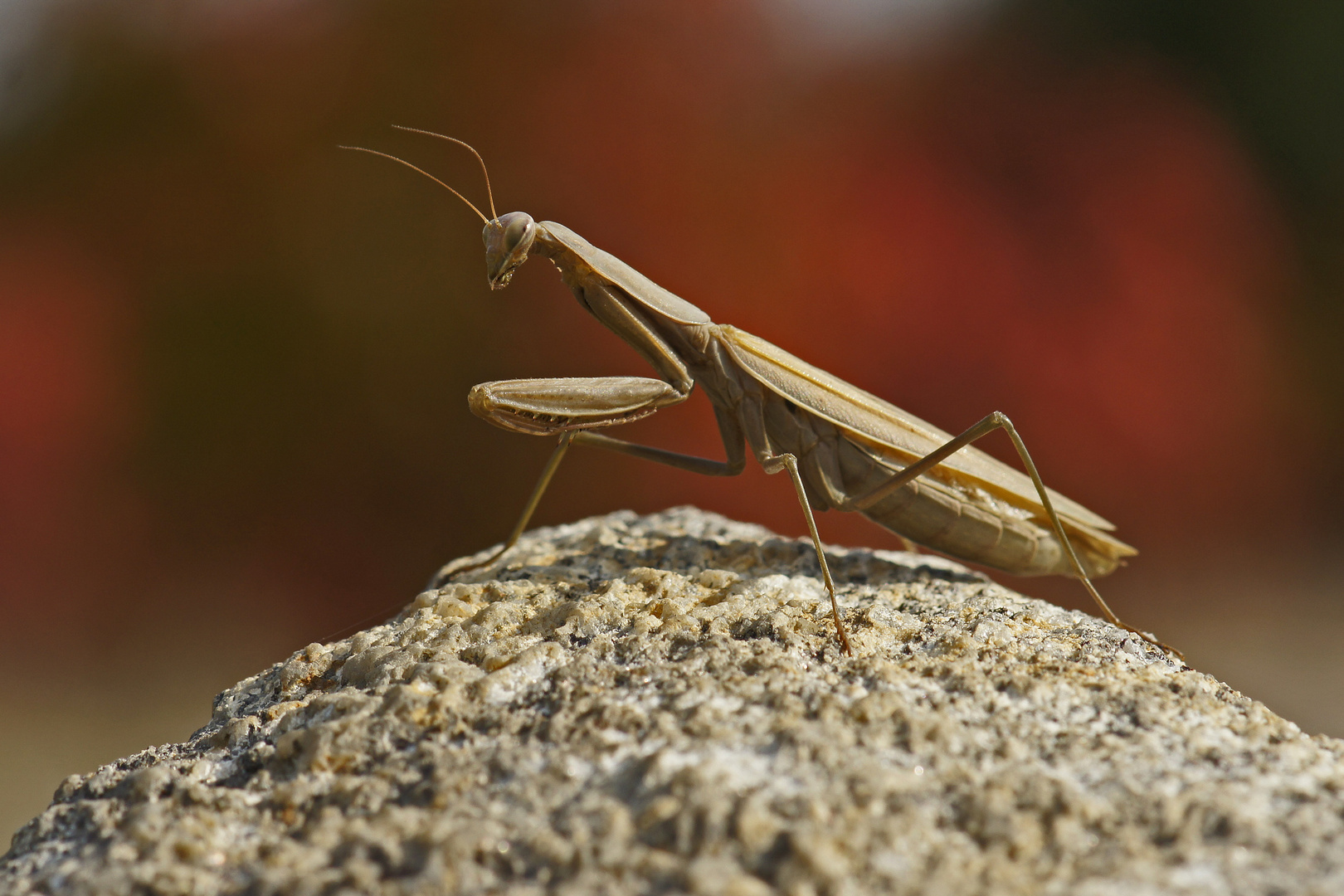 Gottesanbeterin (Mantis religiosa), Braune Farbvariante