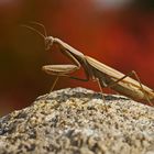 Gottesanbeterin (Mantis religiosa), Braune Farbvariante