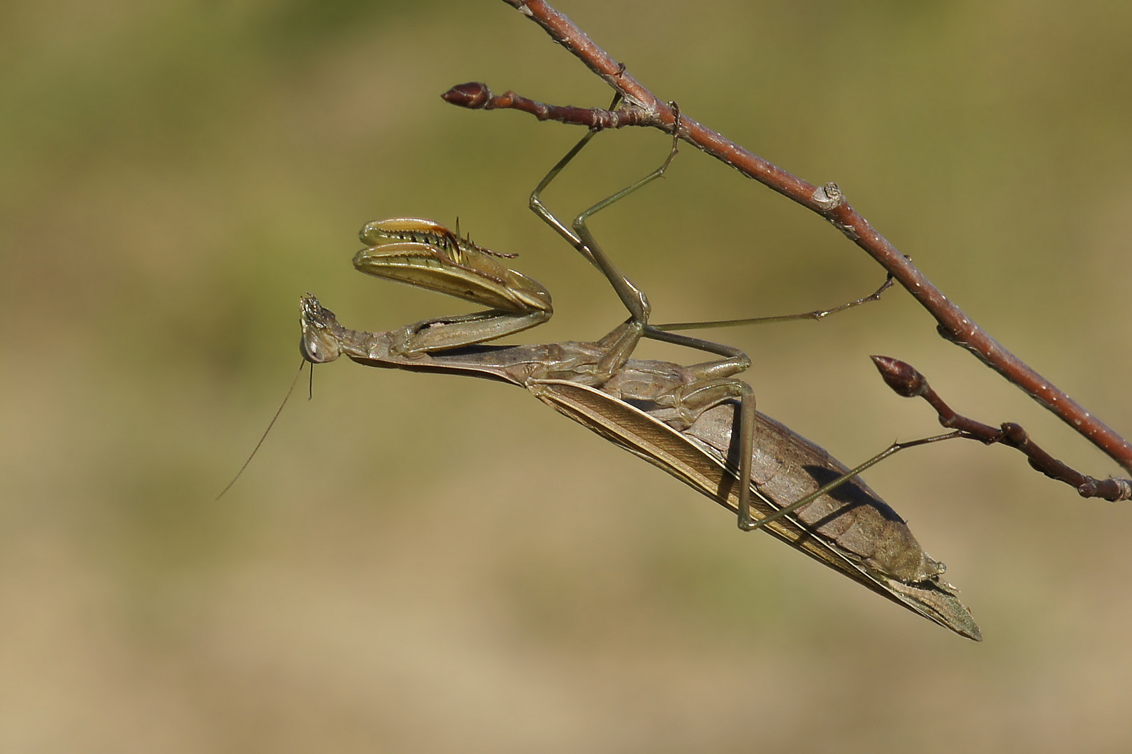 Gottesanbeterin (Mantis religiosa), Braune Farbvariante