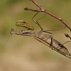 Gottesanbeterin (Mantis religiosa), Braune Farbvariante