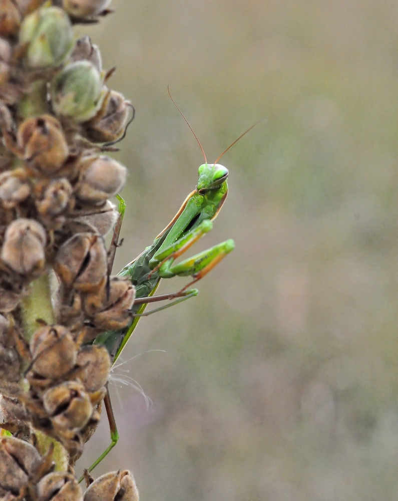 Gottesanbeterin (Mantis religiosa)......