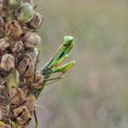 Gottesanbeterin (Mantis religiosa)......