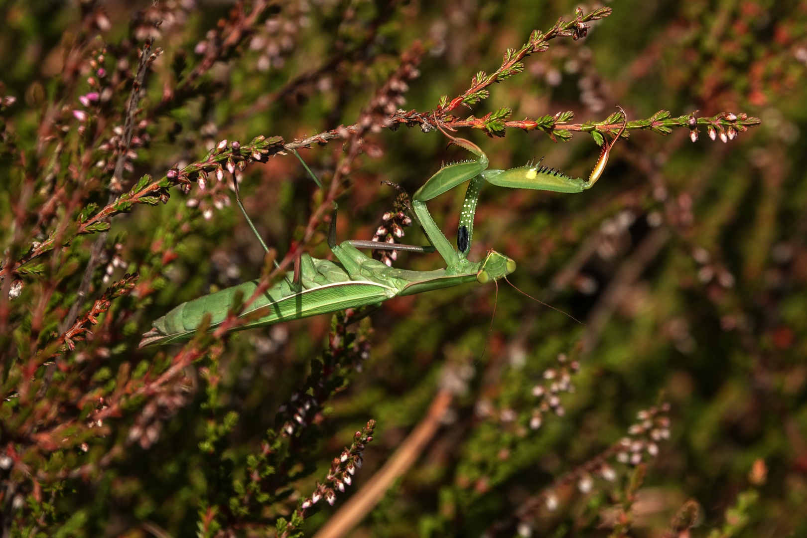 Gottesanbeterin (Mantis religiosa)