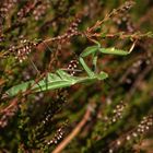 Gottesanbeterin (Mantis religiosa)