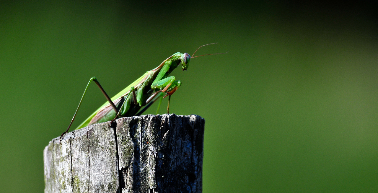 Gottesanbeterin (Mantis religiosa)