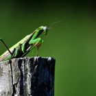 Gottesanbeterin (Mantis religiosa)