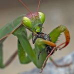 Gottesanbeterin (Mantis religiosa): Der grosse Hunger! Foto 3 - La mante religieuse a faim!