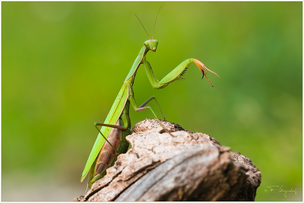 Gottesanbeterin-(Mantis-religiosa)