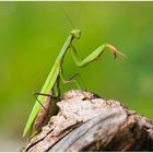 Gottesanbeterin-(Mantis-religiosa)