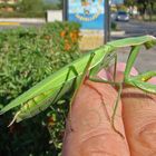 Gottesanbeterin (Mantis religiosa)