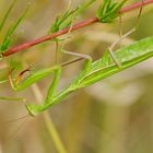 Gottesanbeterin - Mantis religiosa 