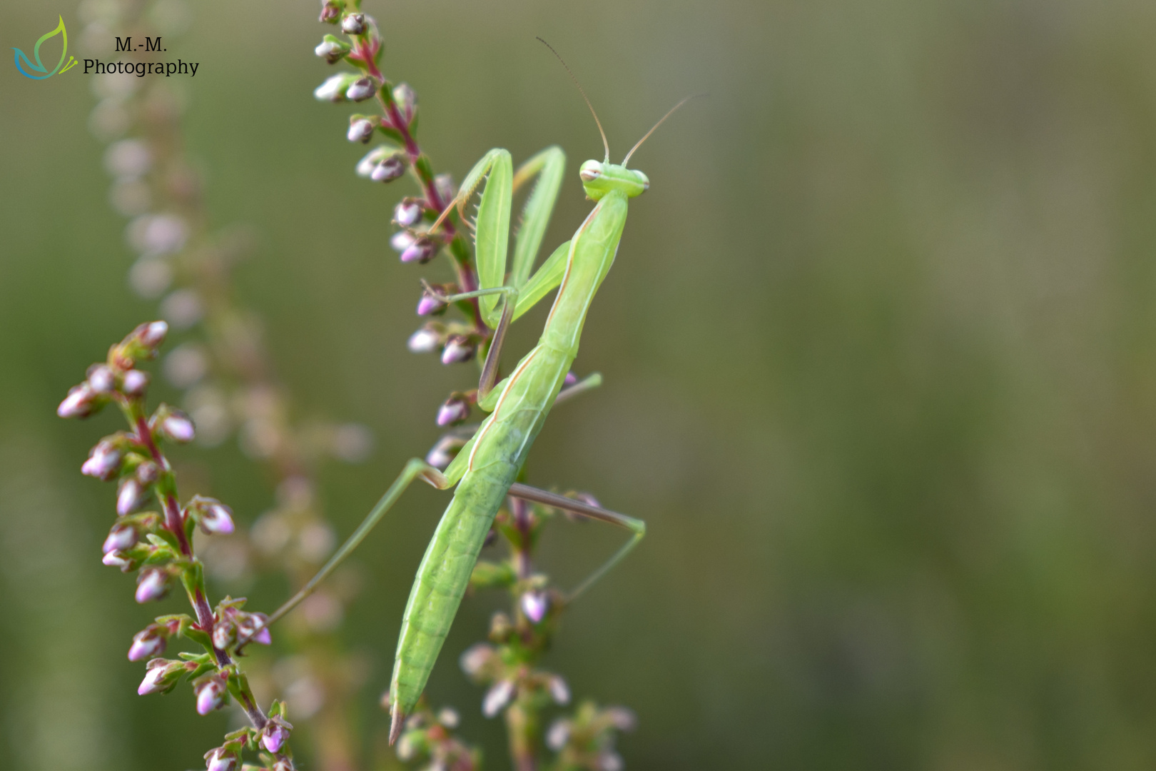 Gottesanbeterin (Mantis religiosa) 