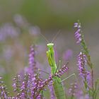 Gottesanbeterin (Mantis religiosa),