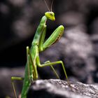 Gottesanbeterin (Mantis religiosa)