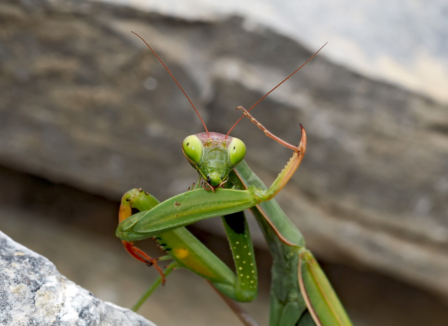 Gottesanbeterin (Mantis religiosa): Fitness und Körperpflege! Foto 5 - La mante religieuse.