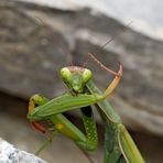 Gottesanbeterin (Mantis religiosa): Fitness und Körperpflege! Foto 5 - La mante religieuse.