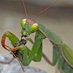 Gottesanbeterin (Mantis religiosa): Genüsslich Fressen! Foto 4 - Que c'est bon!