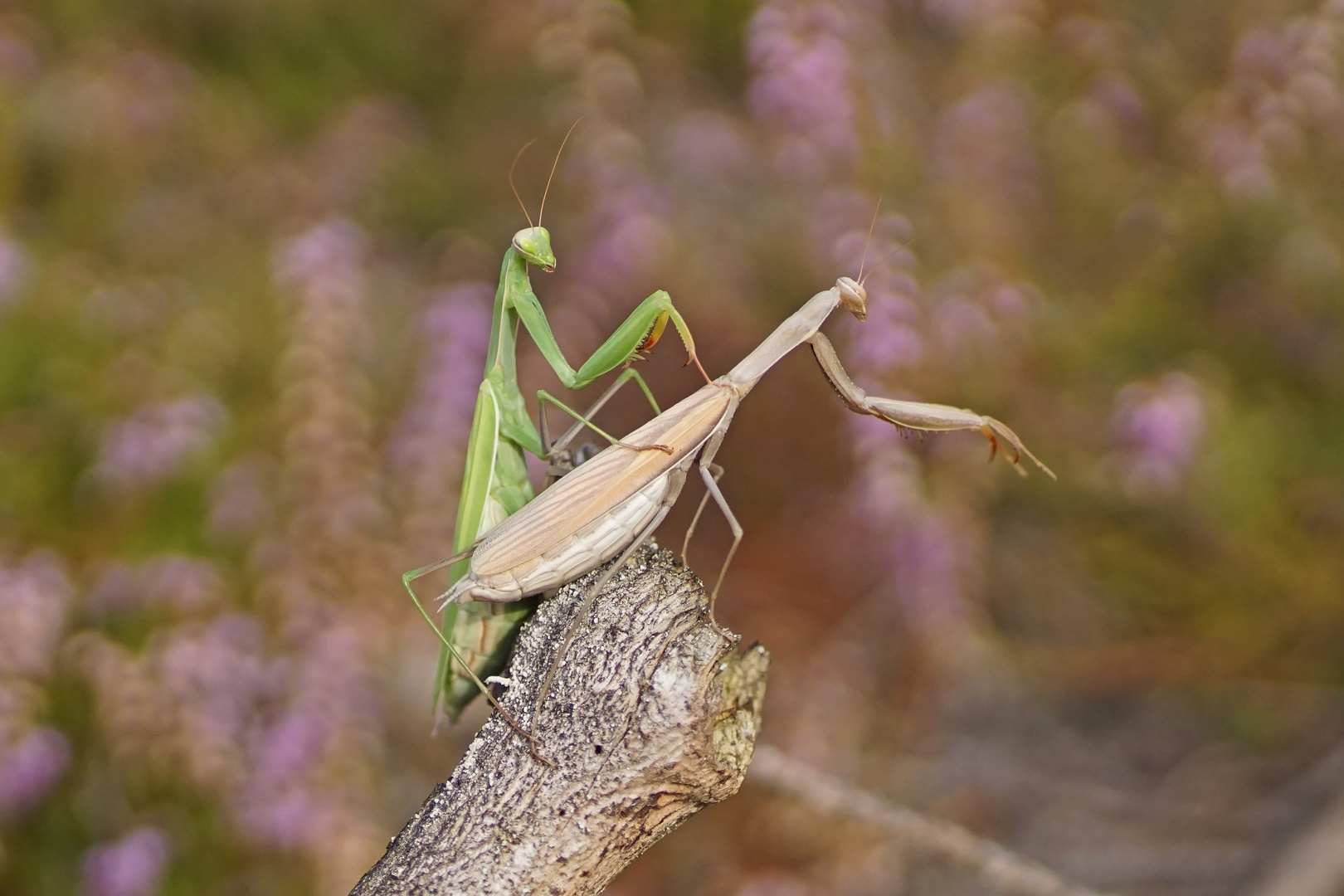 Gottesanbeterin (Mantis religiosa), Grün vs. Braun