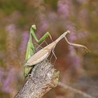 Gottesanbeterin (Mantis religiosa), Grün vs. Braun