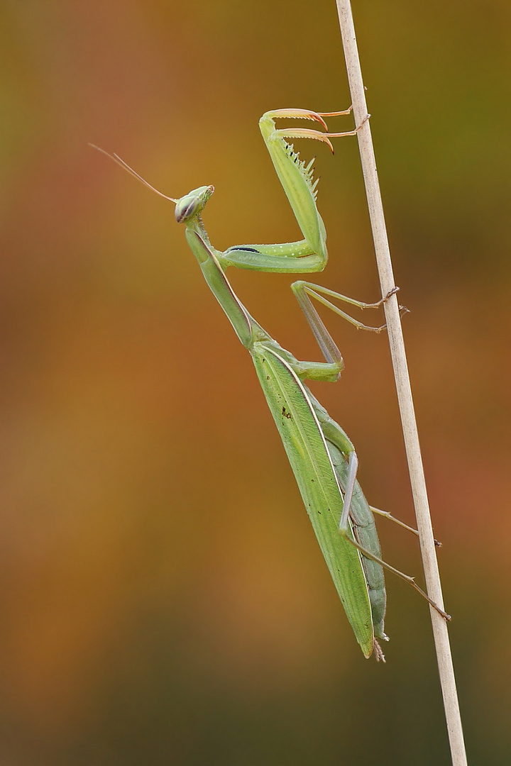 Gottesanbeterin (Mantis religiosa)-Herbststimmung