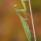 Gottesanbeterin (Mantis religiosa)-Herbststimmung