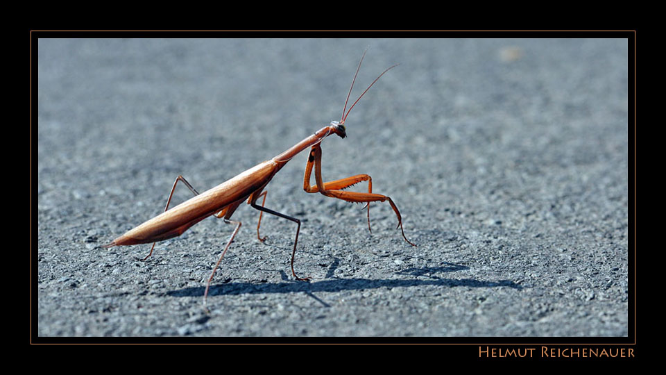 Gottesanbeterin / Mantis religiosa I, Suedsteiermark / A