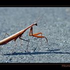 Gottesanbeterin / Mantis religiosa I, Suedsteiermark / A