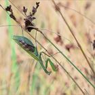 Gottesanbeterin ( Mantis religiosa ) II