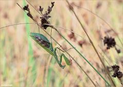 Gottesanbeterin ( Mantis religiosa ) II