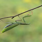 Gottesanbeterin ( Mantis religiosa ) III