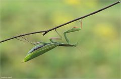 Gottesanbeterin ( Mantis religiosa ) III