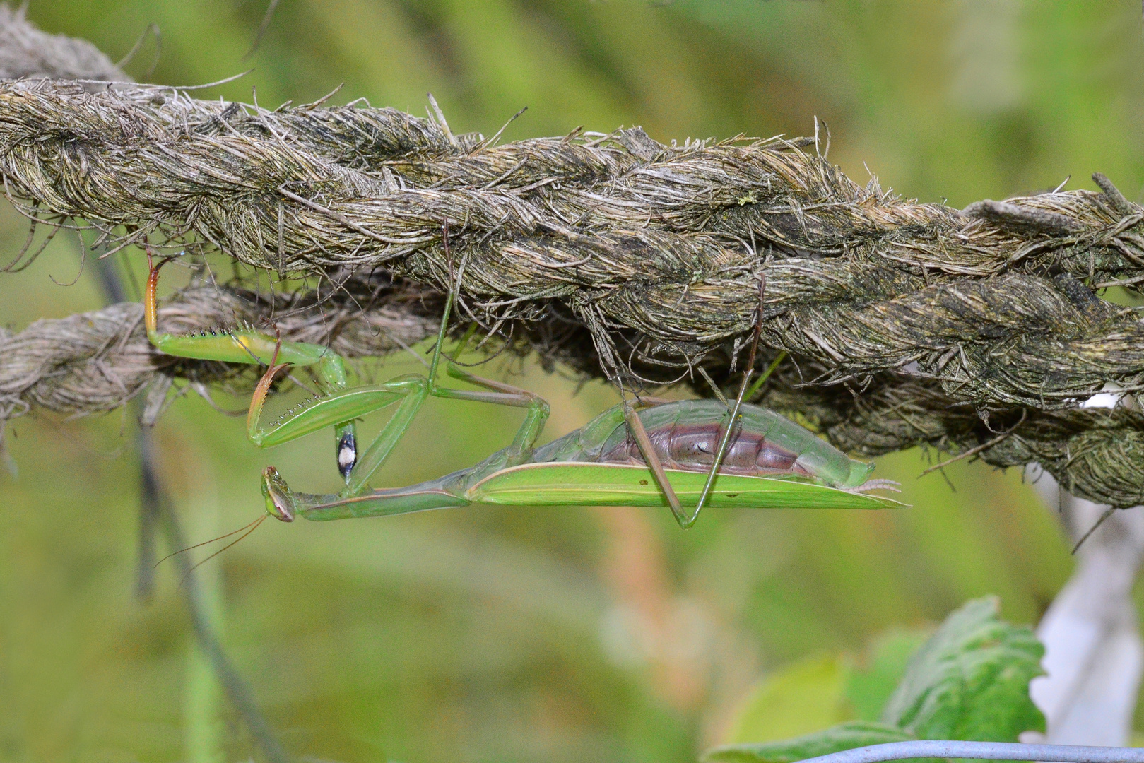 Gottesanbeterin (Mantis religiosa), im Herbst 2017.....