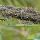 Gottesanbeterin (Mantis religiosa), im Herbst 2017.....