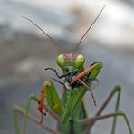 Gottesanbeterin (Mantis religiosa): Jetzt hat sie die Fliege erwischt! Foto 2 - Mante religieuse. 