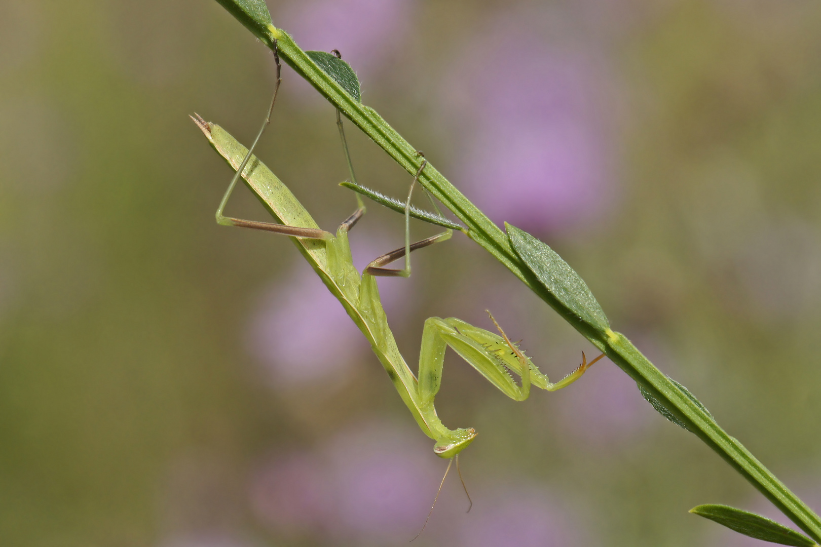 Gottesanbeterin (Mantis religiosa), Jungtier