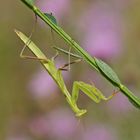 Gottesanbeterin (Mantis religiosa), Jungtier