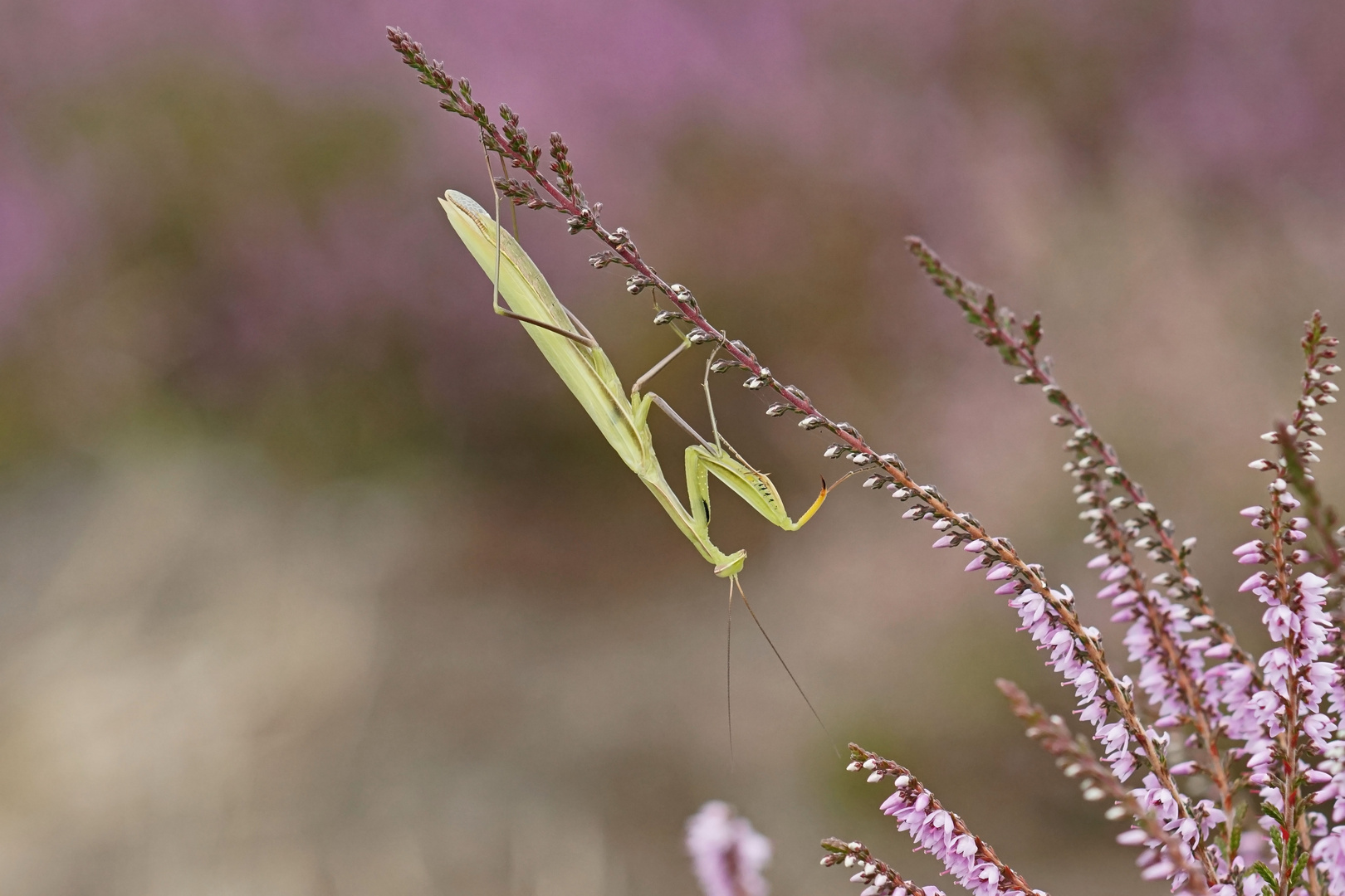 Gottesanbeterin (Mantis religiosa), Männchen