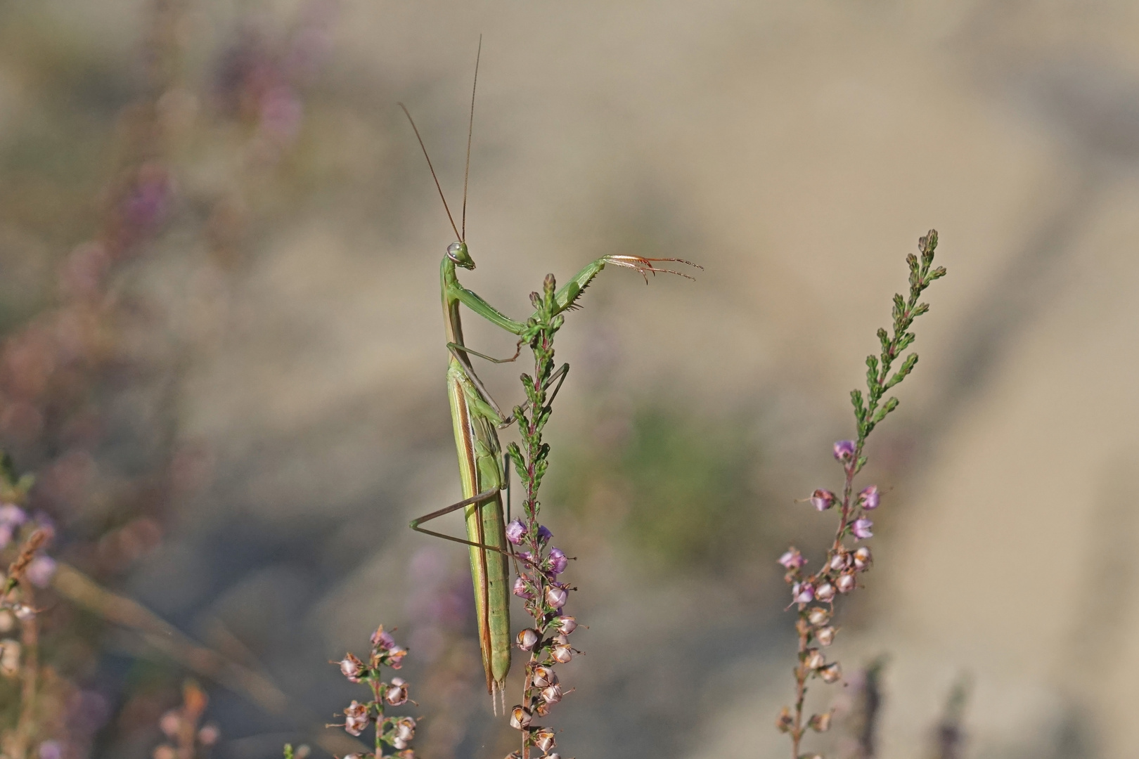 Gottesanbeterin (Mantis religiosa), Männchen