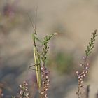 Gottesanbeterin (Mantis religiosa), Männchen