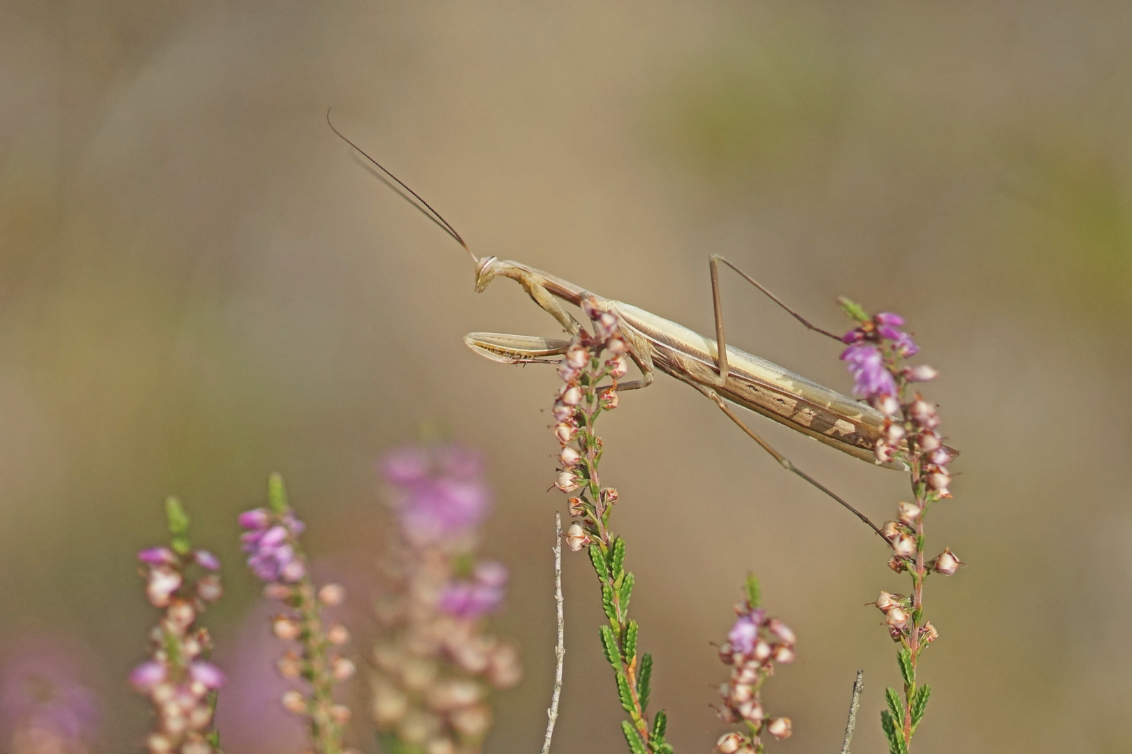 Gottesanbeterin (Mantis religiosa), Männchen