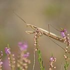 Gottesanbeterin (Mantis religiosa), Männchen