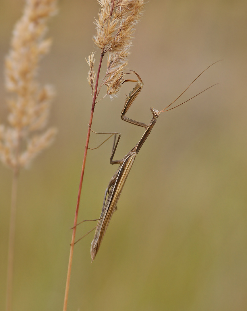 Gottesanbeterin (Mantis religiosa), Männchen (Braune Variation)