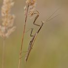 Gottesanbeterin (Mantis religiosa), Männchen (Braune Variation)