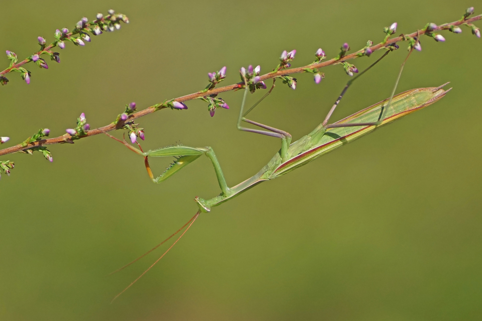 Gottesanbeterin (Mantis religiosa), Männchen