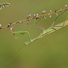 Gottesanbeterin (Mantis religiosa), Männchen