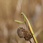 Gottesanbeterin (Mantis religiosa), Männchen